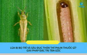 Lúa Bị Bọ Trĩ và Sâu Đục Thân Thì Phun Thuốc Gì?