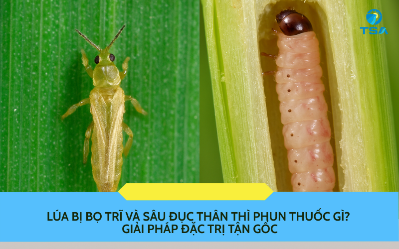 Lúa Bị Bọ Trĩ và Sâu Đục Thân Thì Phun Thuốc Gì?