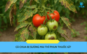 Cà Chua Bị Sương Mai Thì Phun Thuốc Gì? 