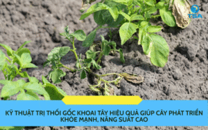 Kỹ thuật trị thối gốc khoai tây