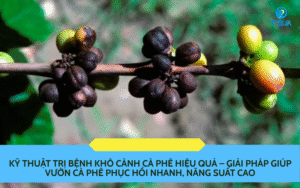 Kỹ thuật trị bệnh khô cành cà phê