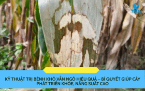 Kỹ thuật trị bệnh khô vằn ngô