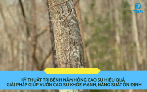 bệnh nấm hồng cao su