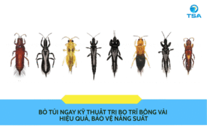 Kỹ Thuật Trị Bọ Trĩ Bông Vải Hiệu Quả