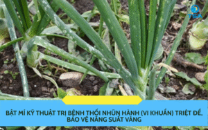 kỹ thuật trị bệnh thối nhũn hành