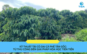Kỹ Thuật Trị Cỏ Dại Cà Phê