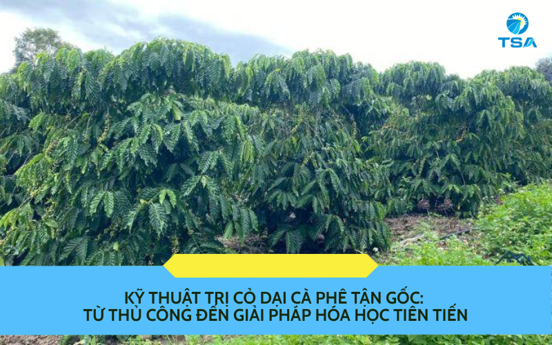 Kỹ Thuật Trị Cỏ Dại Cà Phê