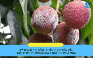 Kỹ Thuật Trị Bệnh Thán Thư Trên Vải