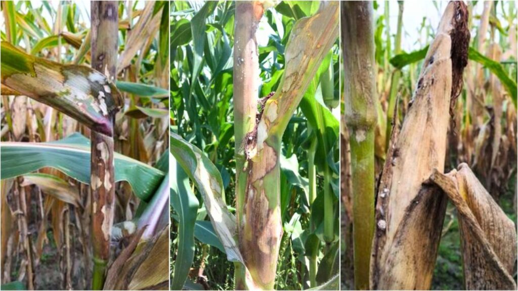 Kỹ thuật trị bệnh khô vằn ngô