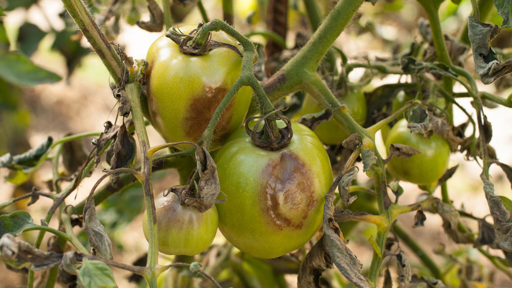 Cà Chua Bị Sương Mai Thì Phun Thuốc Gì?