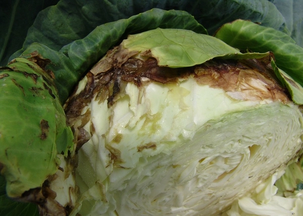 Kỹ Thuật Trị Bệnh Thối Nhũn Bắp Cải