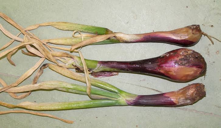 kỹ thuật trị bệnh thối nhũn hành