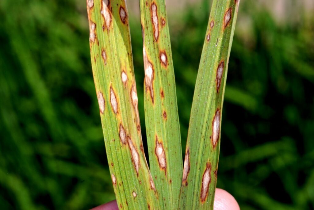 Bismethiazol 190g/kg + Kasugamycin 10g/kg