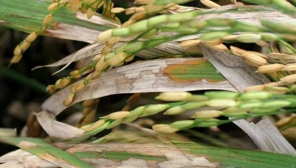 Lúa Bị Bệnh Thì Phun Thuốc Gì