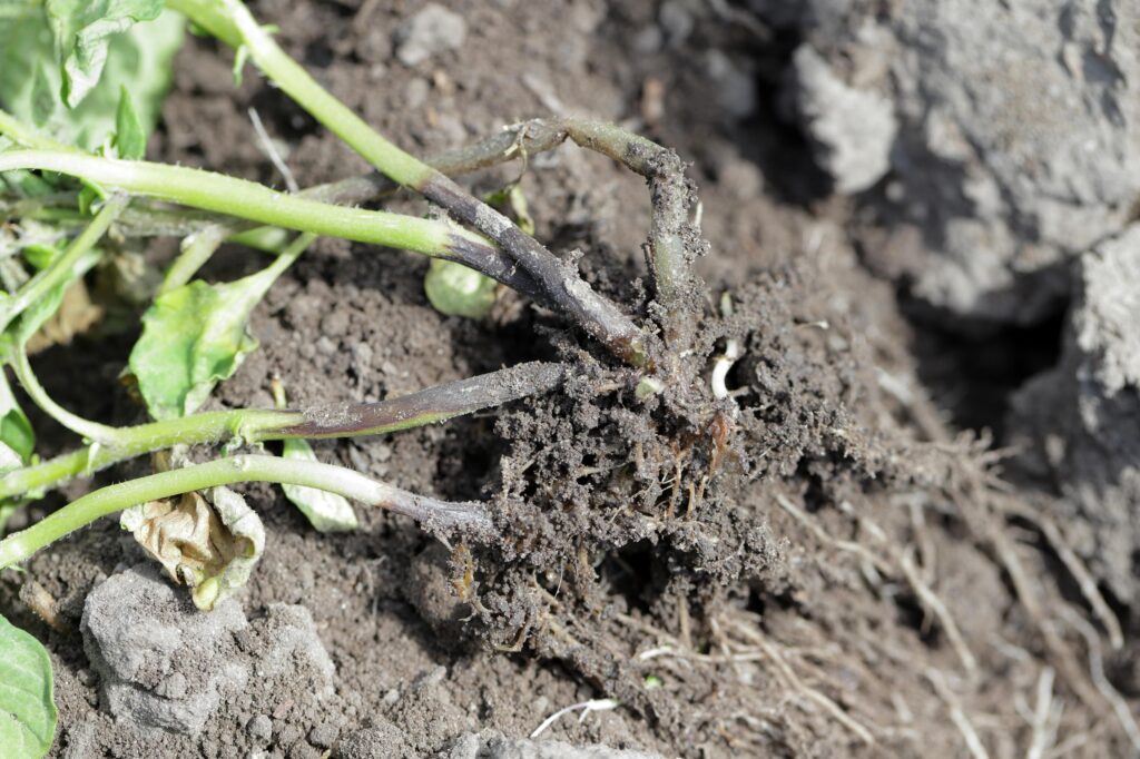 Kỹ thuật trị thối gốc khoai tây