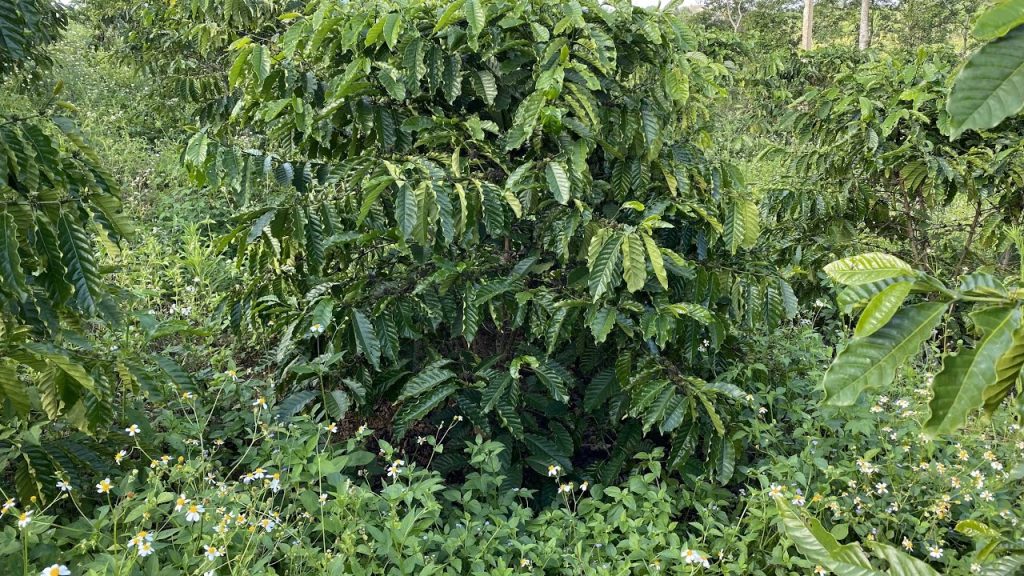 Kỹ Thuật Trị Cỏ Dại Cà Phê