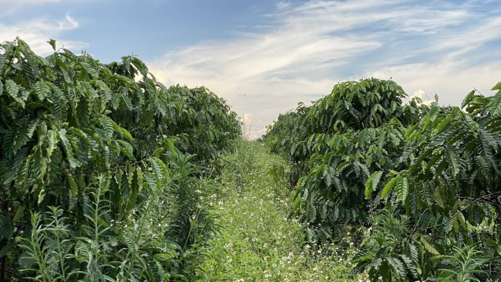 Cỏ Dại Cà Phê Thì Phun Thuốc Gì