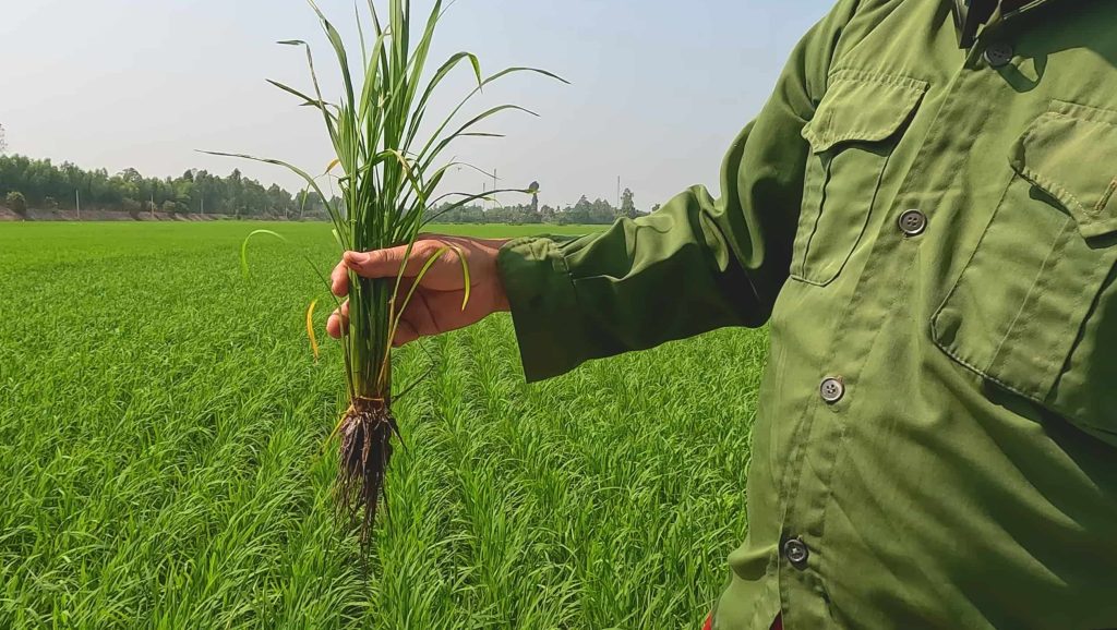 NPK QUEEN 18 (18.18.18 + TE)