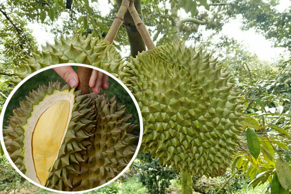 Sầu Riêng Lên Cơm Bón Phân Gì