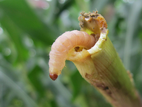 Lúa Bị Bọ Trĩ và Sâu Đục Thân Thì Phun Thuốc Gì?