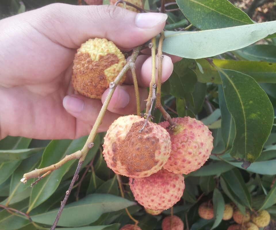 Kỹ Thuật Trị Bệnh Thán Thư Trên Vải