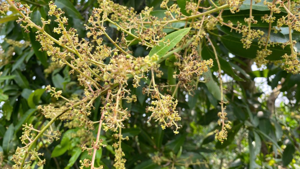 Kỹ Thuật Trị Bọ Trĩ Bông Vải Hiệu Quả