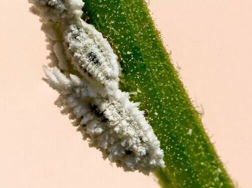 Kỹ thuật trị rệp sáp cà phê