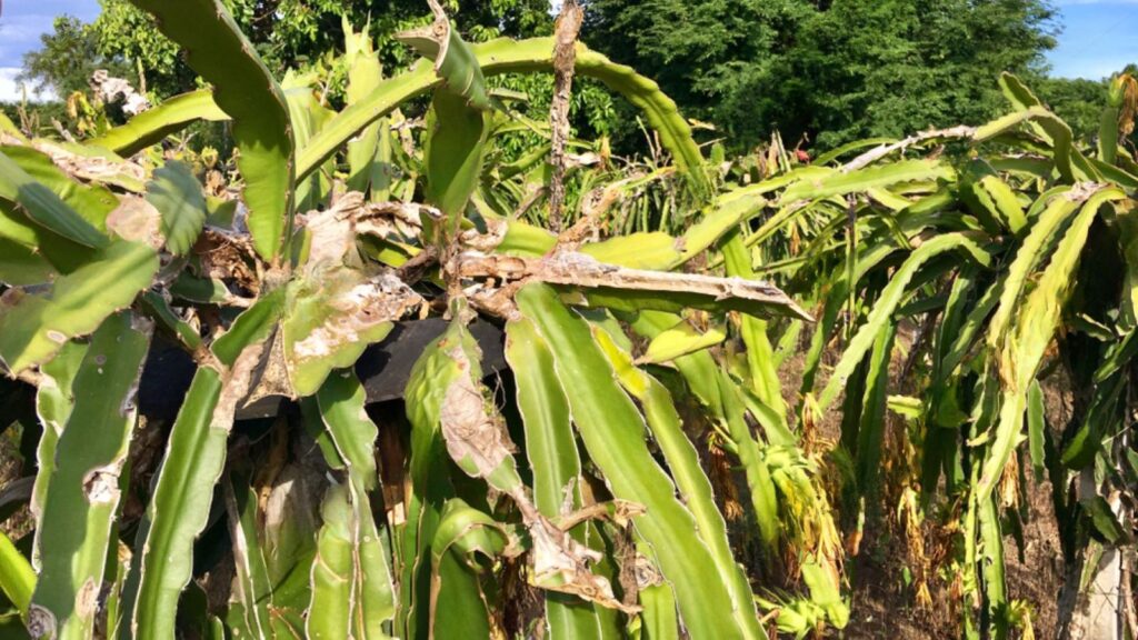 Kỹ Thuật Trị Bệnh Thán Thư Thanh Long