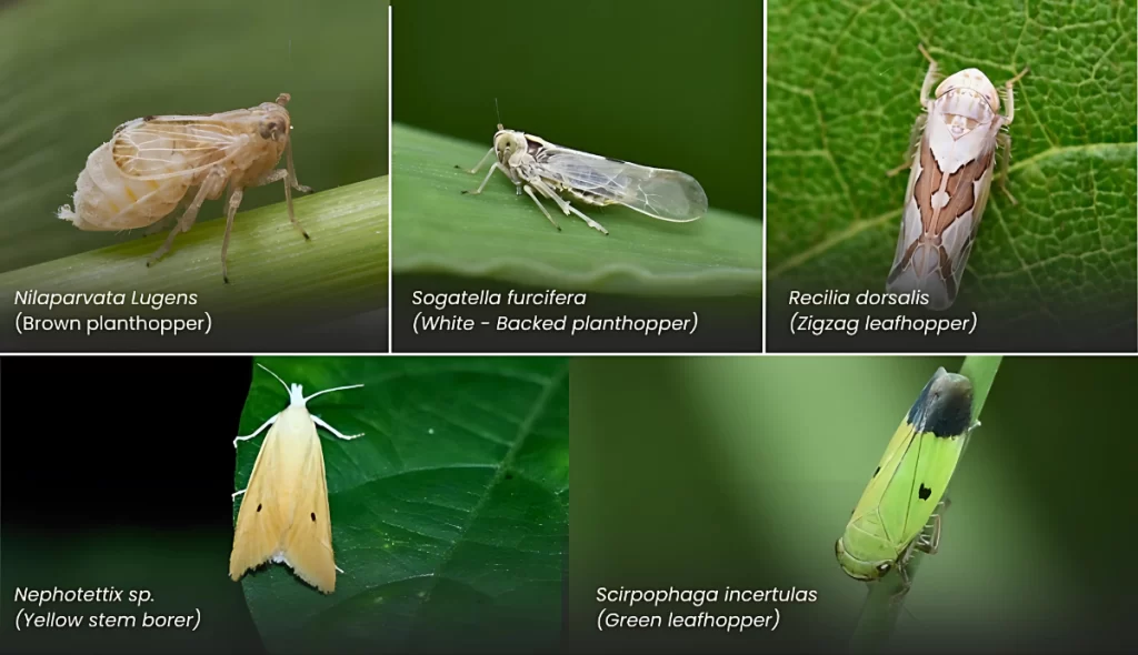 Kỹ Thuật Trị Rầy Nhảy Sầu Riêng 