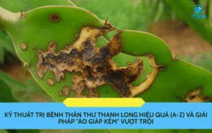Kỹ Thuật Trị Bệnh Thán Thư Thanh Long