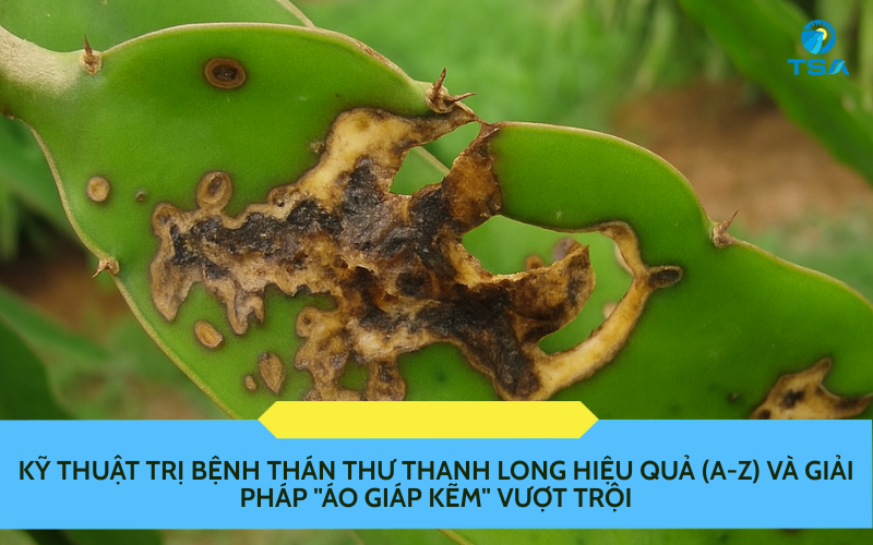 Kỹ Thuật Trị Bệnh Thán Thư Thanh Long