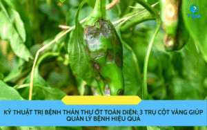 Kỹ Thuật Trị Bệnh Thán Thư Ớt