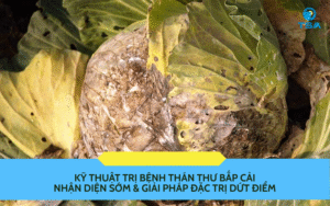Kỹ Thuật Trị Bệnh Thán Thư Bắp Cải