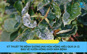 Kỹ Thuật Trị Bệnh Sương Mai Hoa Hồng