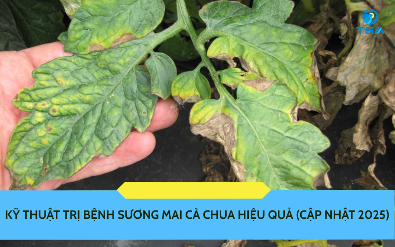 Kỹ Thuật Trị Bệnh Sương Mai Cà Chua