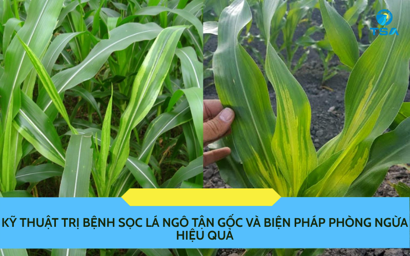 Kỹ Thuật Trị Bệnh Sọc Lá Ngô