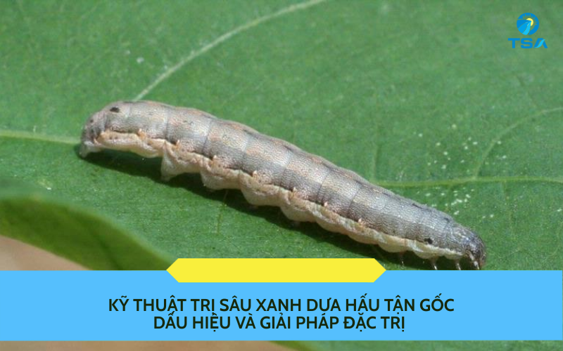 Kỹ Thuật Trị Sâu Xanh Dưa Hấu