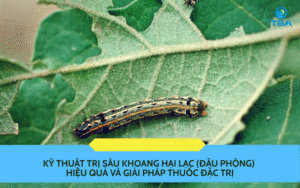 Kỹ thuật trị sâu khoang hại lạc