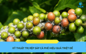 Kỹ thuật trị rệp sáp cà phê