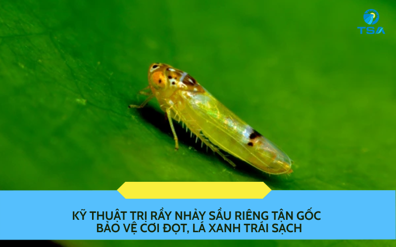Kỹ Thuật Trị Rầy Nhảy Sầu Riêng