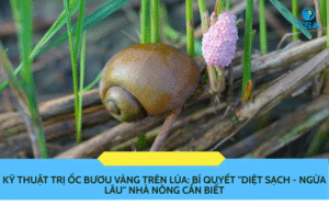 Kỹ thuật trị ốc bươu vàng