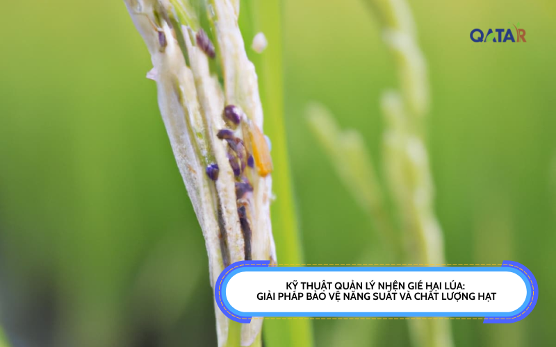 Kỹ Thuật Quản Lý Nhện Gié