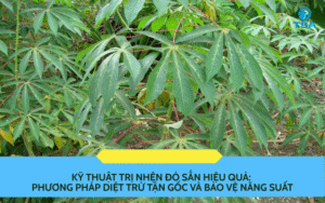 kỹ thuật trị nhện đỏ sắn