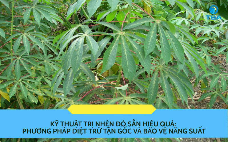 kỹ thuật trị nhện đỏ sắn