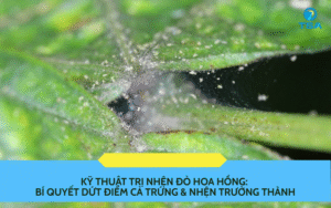 Kỹ Thuật Trị Nhện Đỏ Hoa Hồng