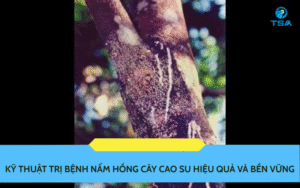 Kỹ Thuật Trị Bệnh Nấm Hồng Cao Su