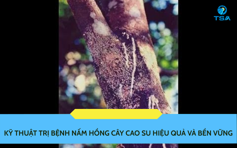 Kỹ Thuật Trị Bệnh Nấm Hồng Cao Su