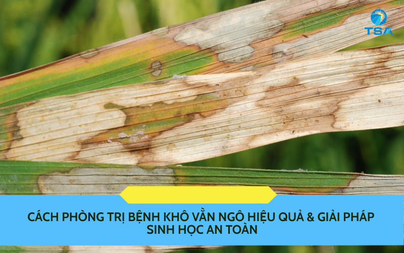 Cách Phòng Trị Bệnh Khô Vằn Ngô