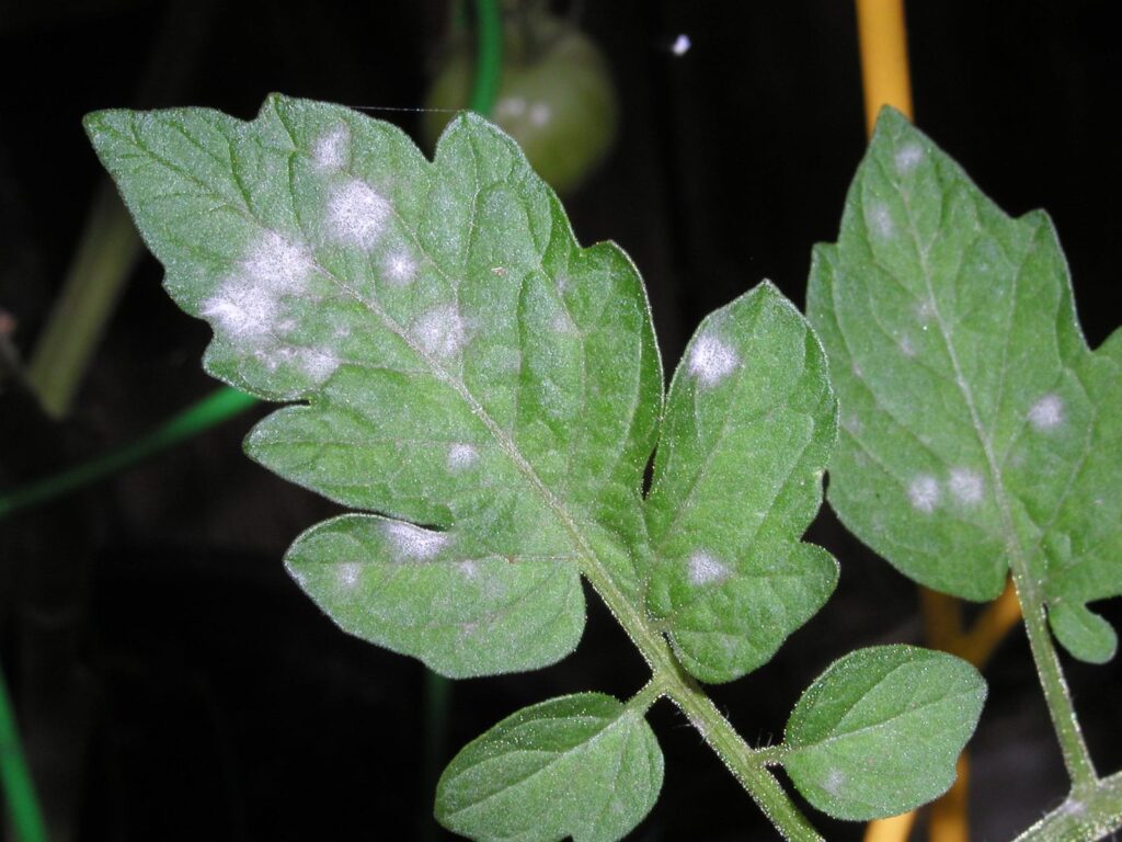 Kỹ Thuật Trị Bệnh Sương Mai Cà Chua