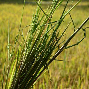 Kỹ Thuật Quản Lý Nhện Gié